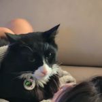 Arizona Humane Society Veterinary Clinic at Sunnyslope Campus