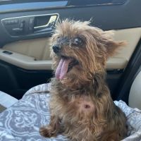 North Central Animal Hospital ico