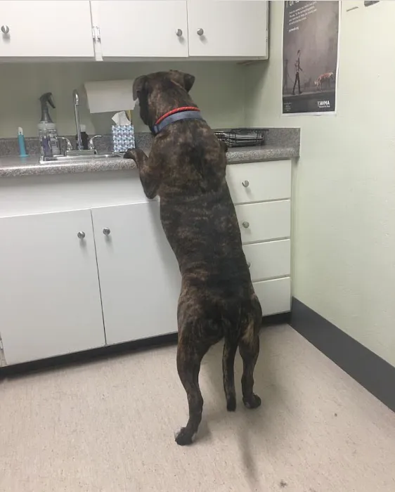 North Central Animal Hospital Picture 2