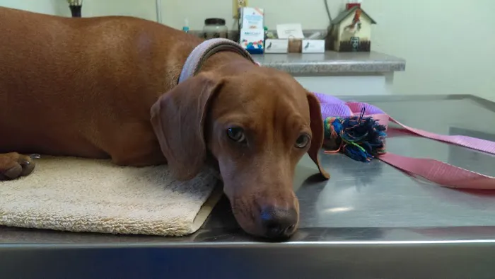 North Central Animal Hospital Picture 3