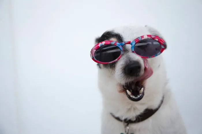 Dog Mustache, LLC Picture 1