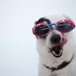 Dog Mustache, LLC