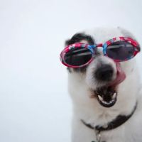 Dog Mustache, LLC ico