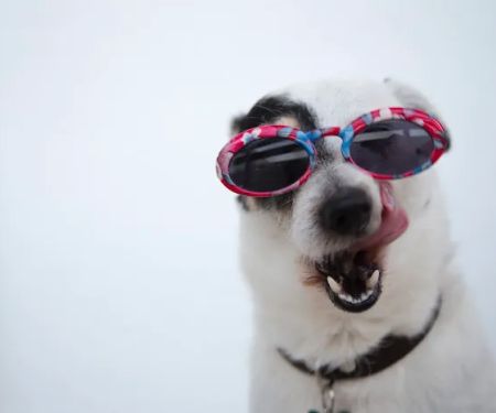 Dog Mustache, LLC