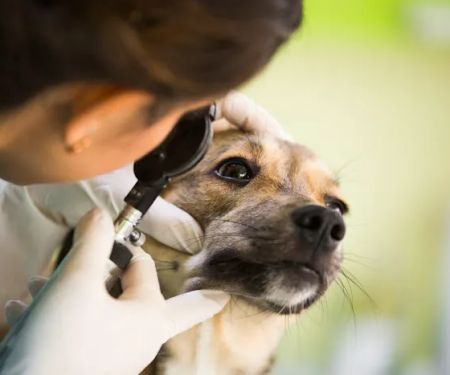 Banfield Pet Hospital