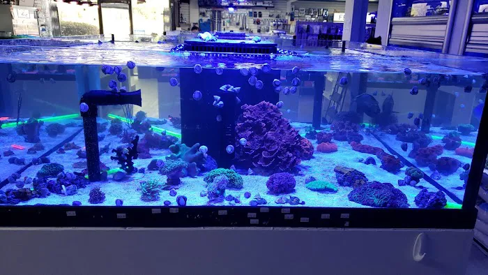 Limited Edition Corals Aquariums Picture 7