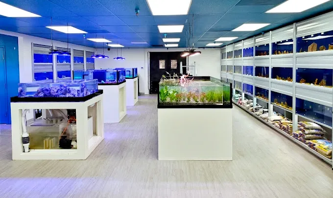 Limited Edition Corals Aquariums Picture 6