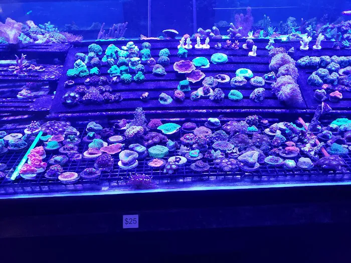 Limited Edition Corals Aquariums Picture 10