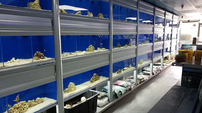 Limited Edition Corals Aquariums Picture 5