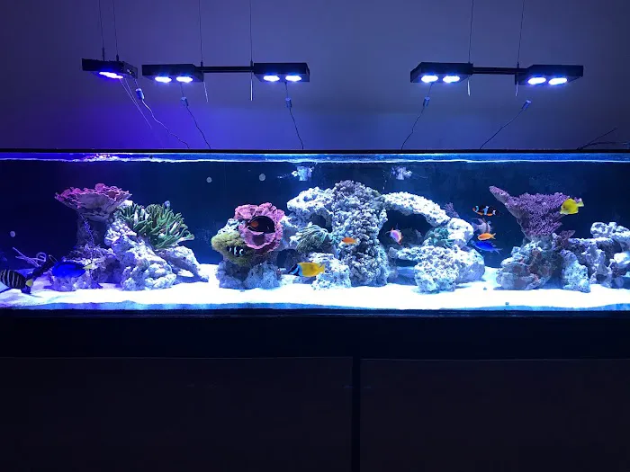 Limited Edition Corals Aquariums Picture 8