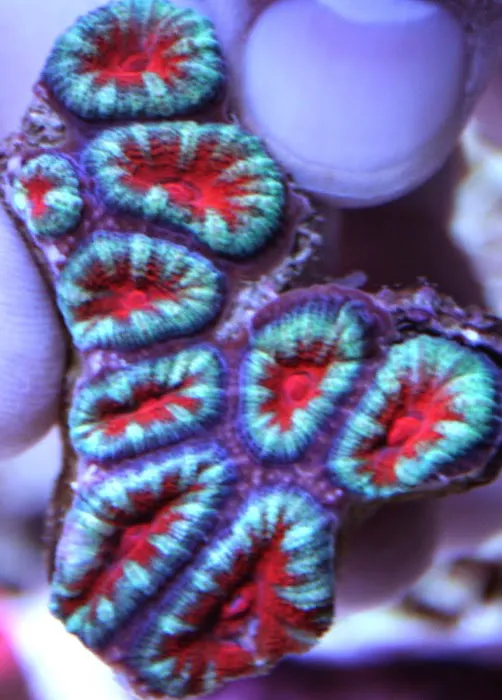 Limited Edition Corals Aquariums Picture 1