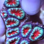 Limited Edition Corals Aquariums