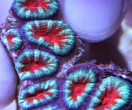 Limited Edition Corals Aquariums