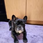 Veterinary Neurological Center