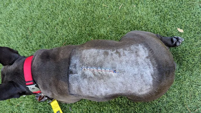 Veterinary Neurological Center Picture 4