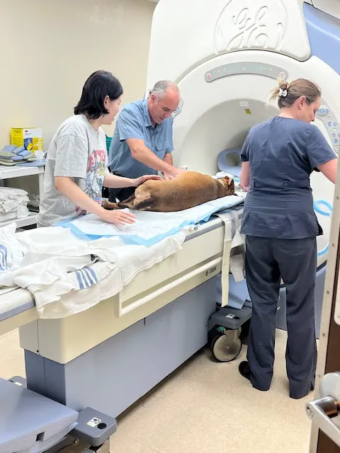 Veterinary Outpatient MRI Picture 2