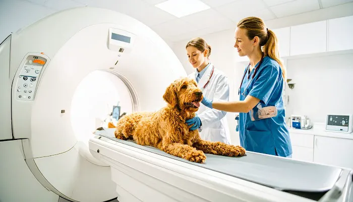 Veterinary Outpatient MRI Picture 3