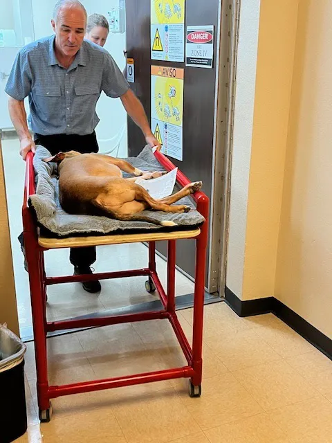 Veterinary Outpatient MRI Picture 1