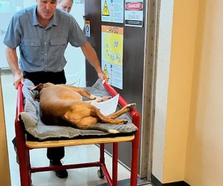 Veterinary Outpatient MRI