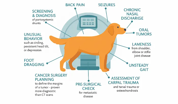 Veterinary Outpatient MRI Picture 1