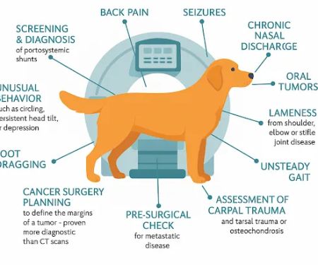 Veterinary Outpatient MRI