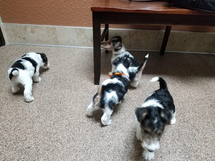 Soderstrom Veterinary Picture 5
