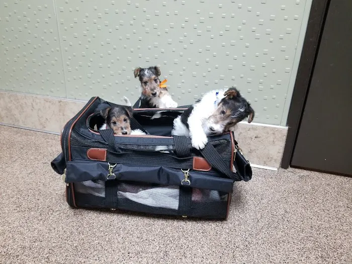 Soderstrom Veterinary Picture 3