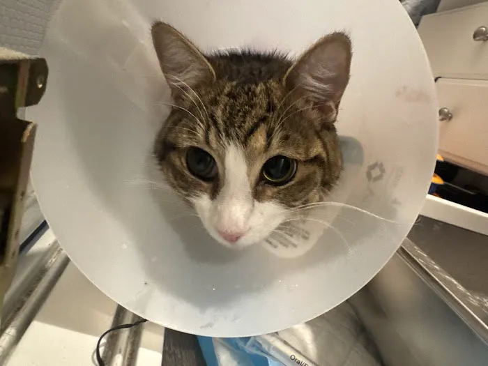 Soderstrom Veterinary Picture 1