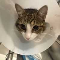 Soderstrom Veterinary ico