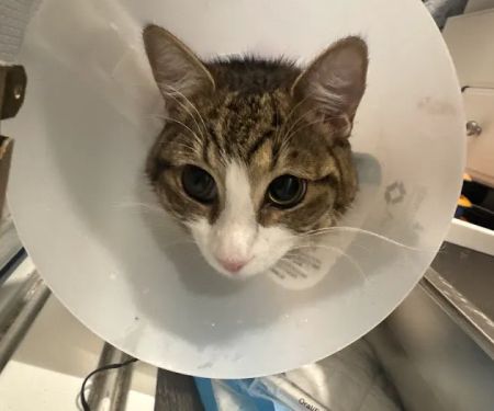 Soderstrom Veterinary