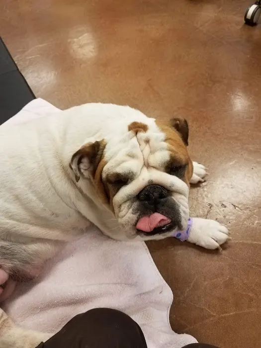 Squaw Peak Animal Hospital Picture 4
