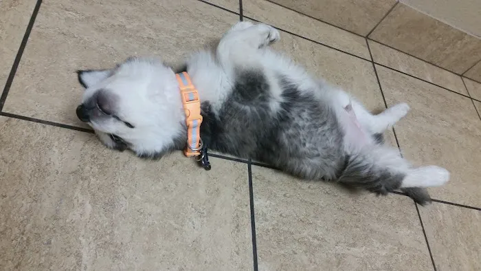 VCA Mountain View Animal Hospital Picture 1