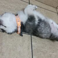 VCA Mountain View Animal Hospital ico