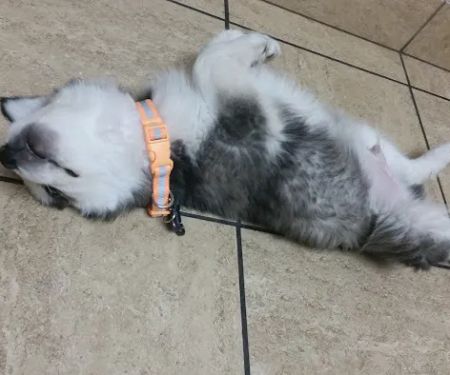 VCA Mountain View Animal Hospital