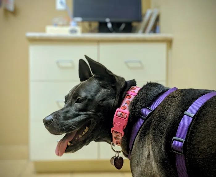 VCA Mountain View Animal Hospital Picture 2