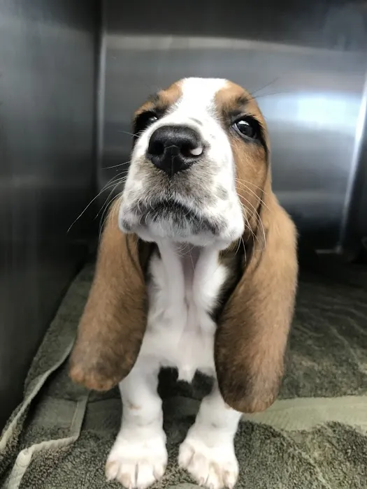 Western Animal Hospital Picture 4
