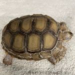 Western Animal Hospital