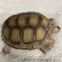 Western Animal Hospital ico