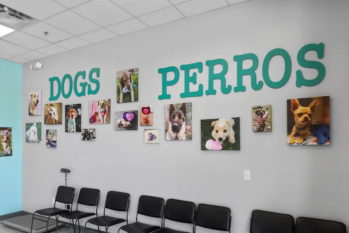 Spay Neuter Clinic: Glendale Picture 7