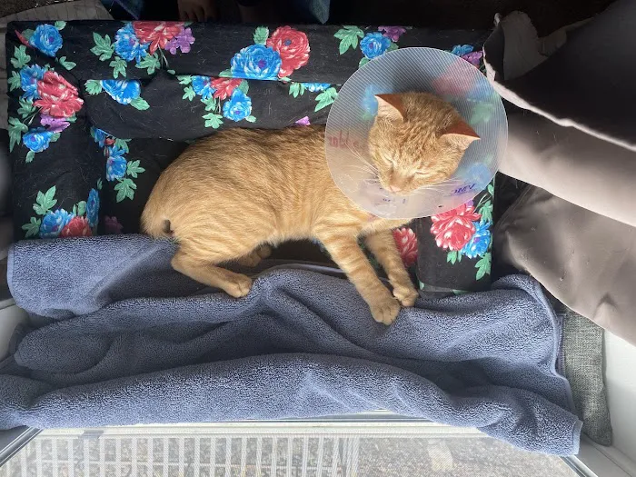 Spay Neuter Clinic: Glendale Picture 9