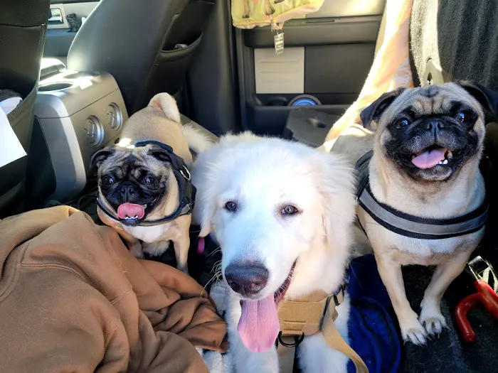Spay Neuter Clinic: Glendale Picture 5