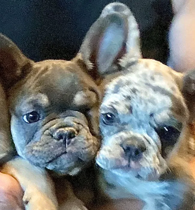 Apollo Animal Hospital Picture 10