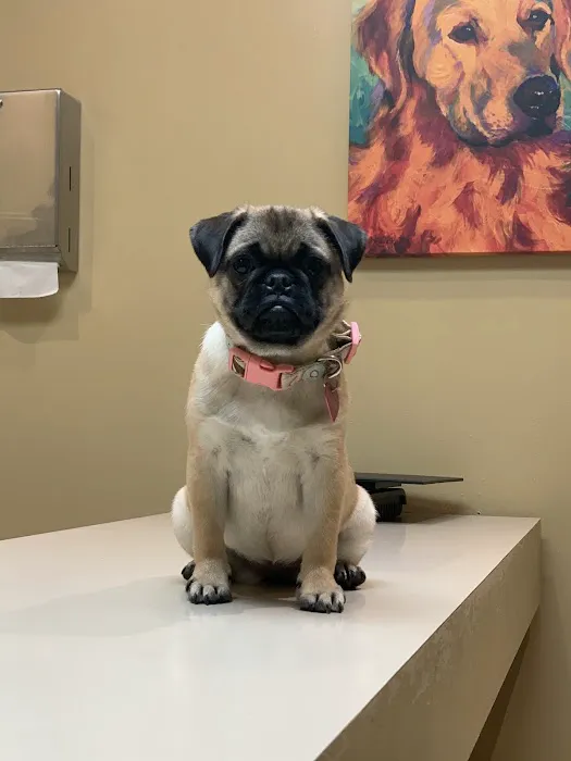 Catalina Animal Hospital Picture 3