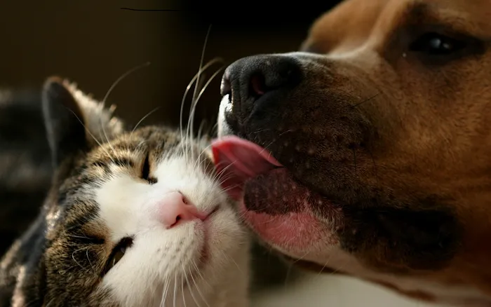 Catalina Animal Hospital Picture 1