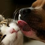 Catalina Animal Hospital