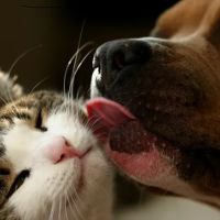 Catalina Animal Hospital ico