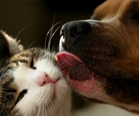 Catalina Animal Hospital