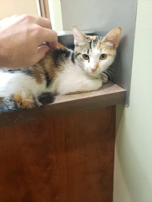 Catalina Animal Hospital Picture 2