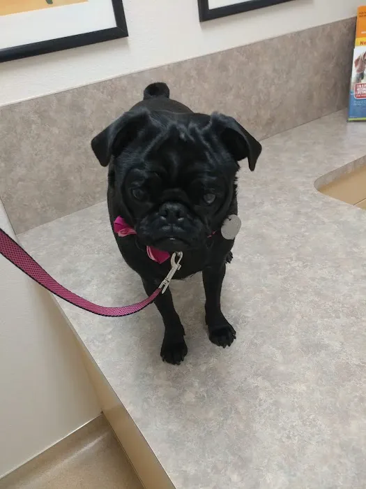 Acoma Animal Clinic Picture 8