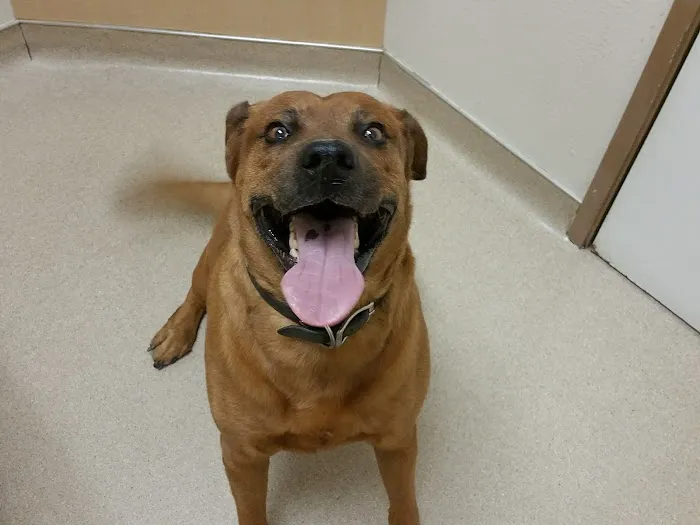 Acoma Animal Clinic Picture 10